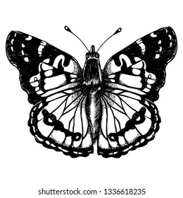 butterfly hand drawing isolated on white background vector