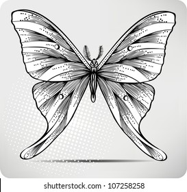 Butterfly, hand drawing. Vector illustration.