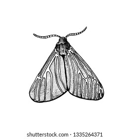butterfly hand drawing vector illustration isolated on white background