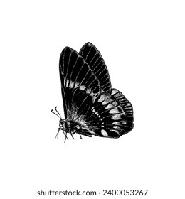 butterfly hand drawing vector isolated on white background.