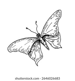 Mão borboleta desenhada preto e branco esboço vetor ilustração botânica. Borboleta com asas como rabo de andorinha, Morpho, Senhora Pintada e Vidro para impressões entomológicas e desenhos artísticos.