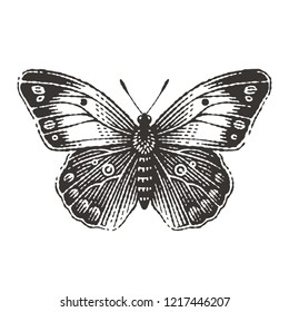 Butterfly. Hand drawn engraving style illustrations.