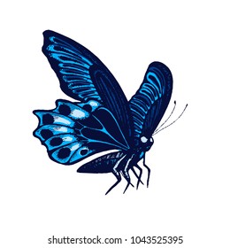 Butterfly hand drawn Isolated vector. Botanical illustration. Universal templates for invitation or packaging, scrapbooking. Engraving