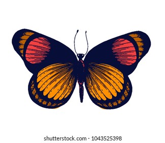 Butterfly hand drawn Isolated vector. Botanical illustration. Universal templates for invitation or packaging, scrapbooking. Engraving