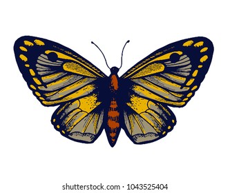Butterfly hand drawn Isolated vector. Botanical illustration. Universal templates for invitation or packaging, scrapbooking. Engraving