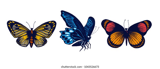 Butterfly hand drawn Isolated vector. Botanical illustration. Universal templates for invitation or packaging, scrapbooking. Engraving