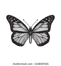 butterfly hand drawn vector illustration vintage