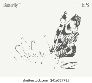 Ilustración vectorial dibujada a mano de mariposa, dibujo realista, esbozo