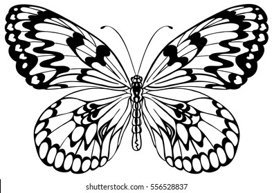 Butterfly - hand drawn vector illustration, isolated on white