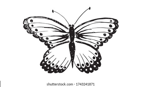 Butterfly hand drawn vector illustrations. 