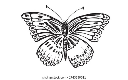 Butterfly hand drawn vector illustrations.