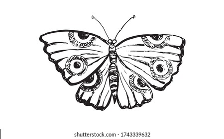 Butterfly hand drawn vector illustrations.