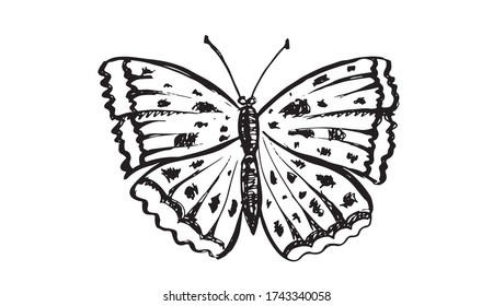 Butterfly hand drawn vector illustrations.