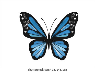 butterfly hand drawn vector lettering
