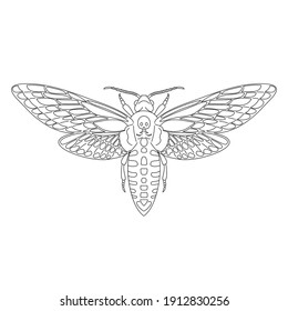 Butterfly hawk moth death head, acherontia atropos from black contour curves lines on white background. Vector illustration.