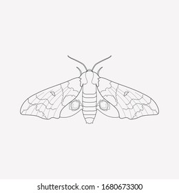 Elemento de línea de icono de mariposa. Ilustración vectorial de la línea de icono de mariposa aislada en fondo limpio para el diseño del logotipo de la aplicación móvil web.