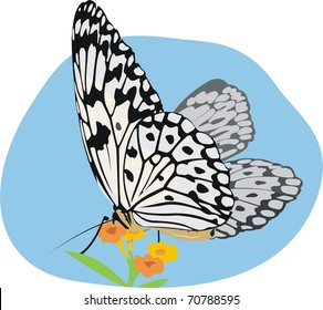 butterfly (idea leuconoe) at the flower