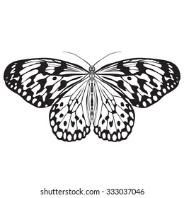  Butterfly Idea Leuconoe. Paper Kite . Sketch of  Butterfly.  Butterfly isolated on white background.  Butterfly Design for coloring book.  hand-drawn  Butterfly. Hand drawn  Vector illustration