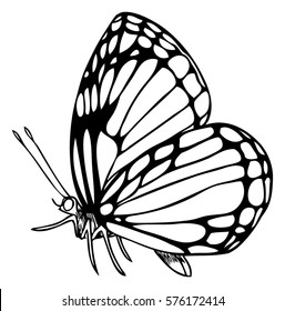 Butterfly Illustration