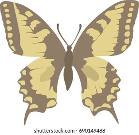Butterfly illustration