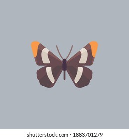 Butterfly illustration. This is a very cute and beautiful butterfly.