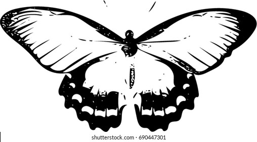 Butterfly illustration vector black and white