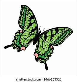 Butterfly illustration vector, EPS 10
