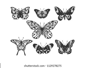 Butterfly insect animal engraving vector illustration. Scratch board style imitation. Black and white hand drawn image.
