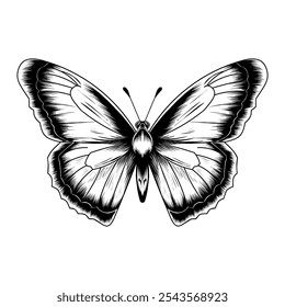  Butterfly insect animal engraving vector