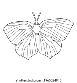 Butterfly. Insect close-up on a white background. Contour drawing. Vector graphics. Material for printing.