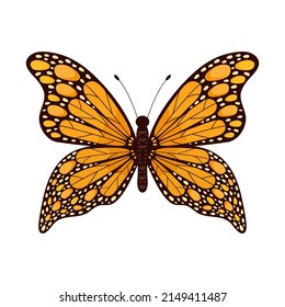 Butterfly insect. Butterfly colorful character. Vector illustration isolated on white.