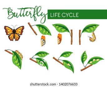 Butterfly insect life cycle larva transformation vector biology and nature evolution caterpillar stage and cocoon eggs and larva flying bug with bright wings branch with leaf monarch species.