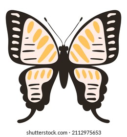 butterfly, insect on white background isolated, vector