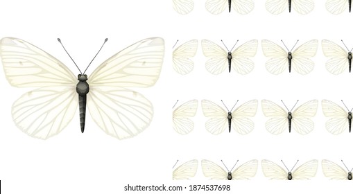 Butterfly insect and seamless background illustration