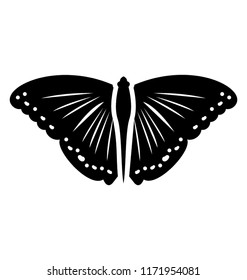 
A butterfly insect usually sit on flowers
