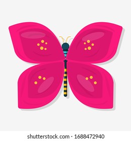 butterfly insect vector illustration in flat style