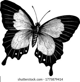 La mariposa es un insecto que puede volar y se sienta sobre el néctar para su alimentación, dibujo de líneas vintage o ilustración de grabado.