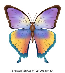 butterfly insects wildlife animals vector illustration isolated on white background