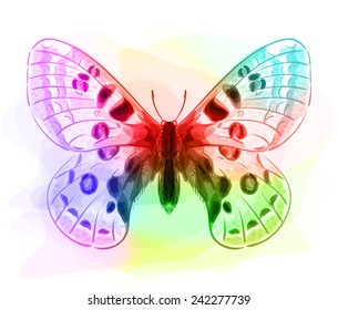 Butterfly. Iridescent colours. Vector illustration.