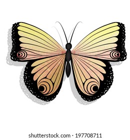 Butterfly isolated