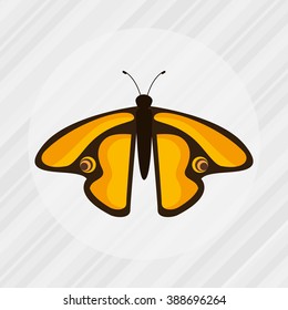 butterfly isolated design 