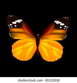 Butterfly, Isolated On Black Background, Vector Illustration