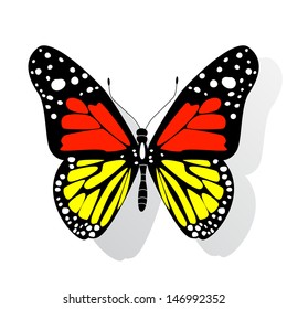 Butterfly isolated on white
