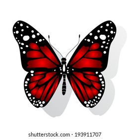 Butterfly isolated on white