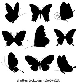 butterfly  isolated on a white