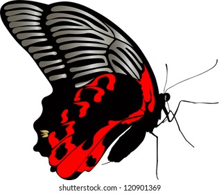 butterfly isolated on white background