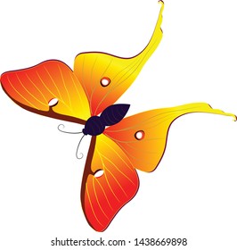 butterfly isolated on white background. illustration vector