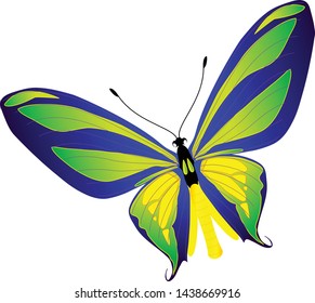 butterfly isolated on white background. illustration vector