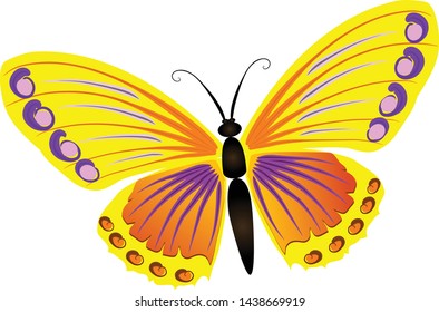 butterfly isolated on white background. illustration vector