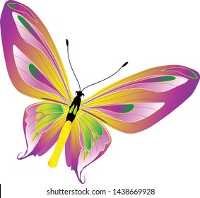 butterfly isolated on white background. illustration vector